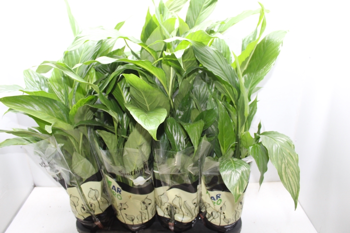 SPATHIPHYLLUM SEM FLOR P15 SEM FLOR