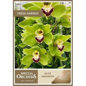 ALICE ANDERSON 49ER .