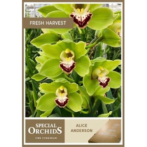 ALICE ANDERSON 49ER .