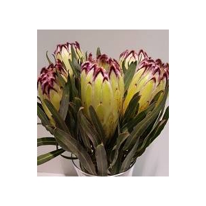 Protea Lime Light