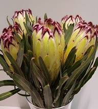 Protea Lime Light