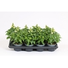 Antirrhinum majus overig
