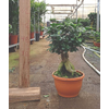 Ficus microcarpa Ginseng