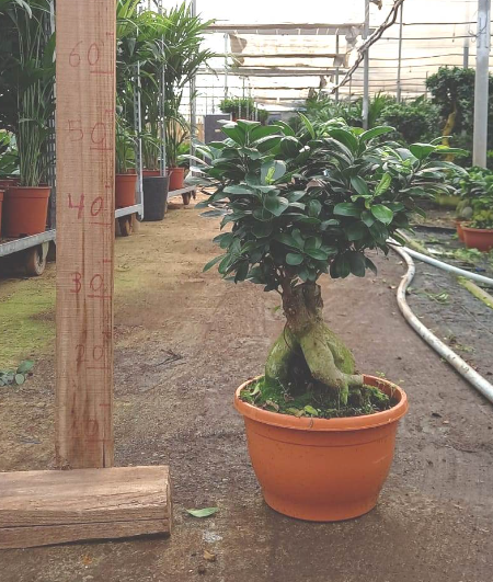Ficus microcarpa Ginseng