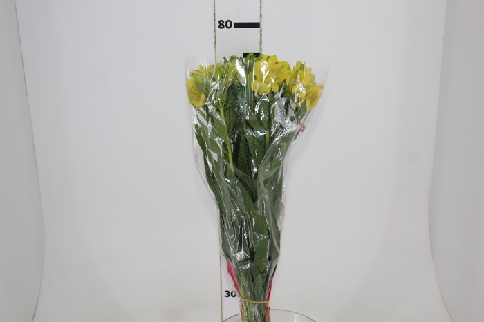 <h4>ALSTROEMERIA SUNNY LADY 080 CM</h4>