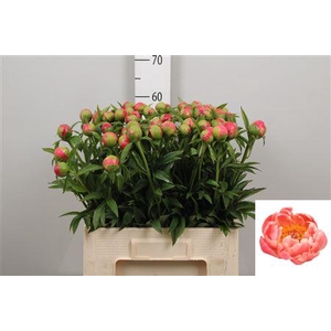 Paeo Coral Charm