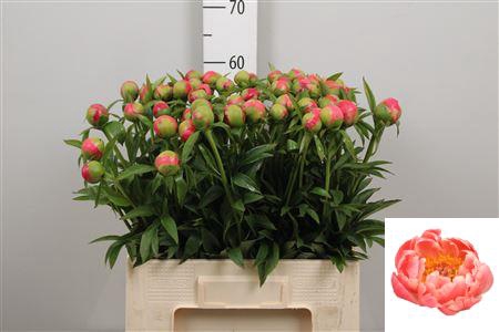 <h4>Paeo Coral Charm</h4>