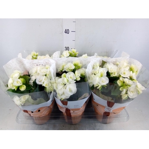 Begonia elat. HL 'Clara'