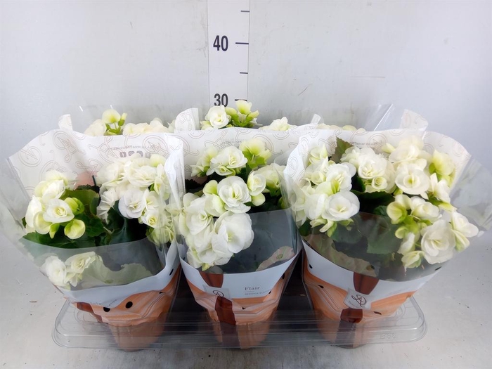 <h4>Begonia elat. HL 'Clara'</h4>