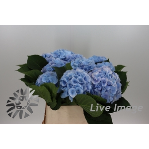 Hydrangea verena blue