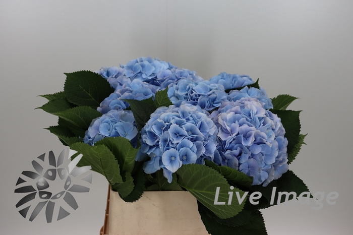 <h4>Hydrangea verena blue</h4>
