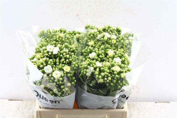 <h4>Kalanchoe Cryst Whi Meadow</h4>