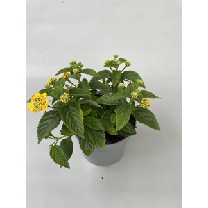 Lantana cam. Geel p10,5