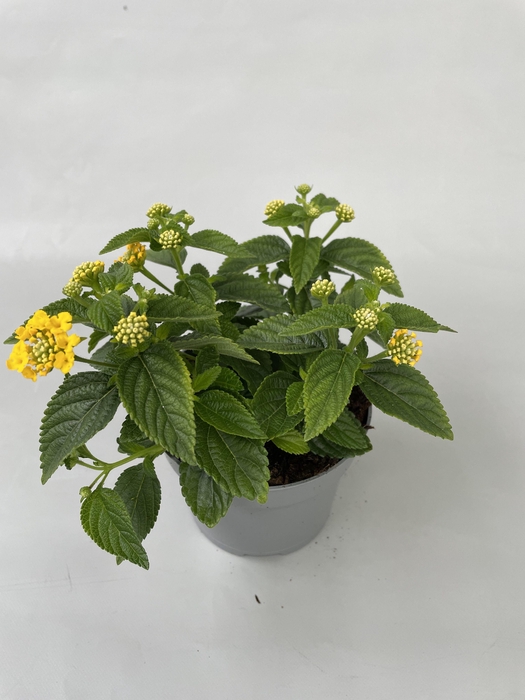 <h4>Lantana cam. Geel p10,5</h4>