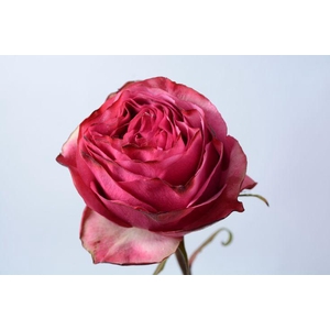 R Gr Cherry Carpe Diem Hot Pink 50cm EC