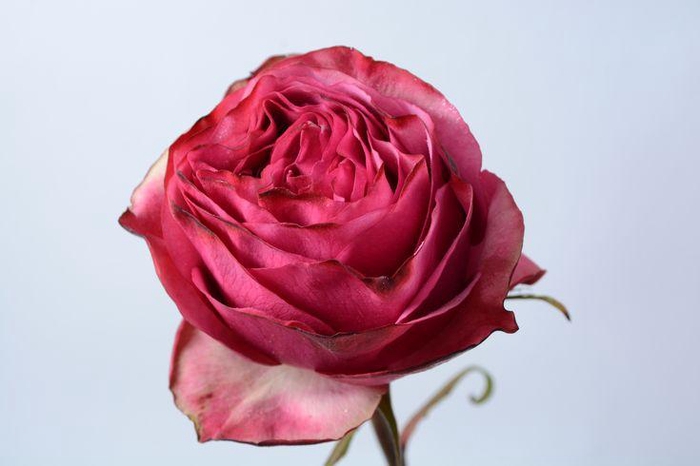 <h4>R Gr Cherry Carpe Diem Hot Pink 50cm EC</h4>