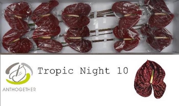 <h4>Anth A Tropic Night 15 cm X10 Oosterzon</h4>