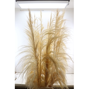 Dried Cortaderia Giant Bleached