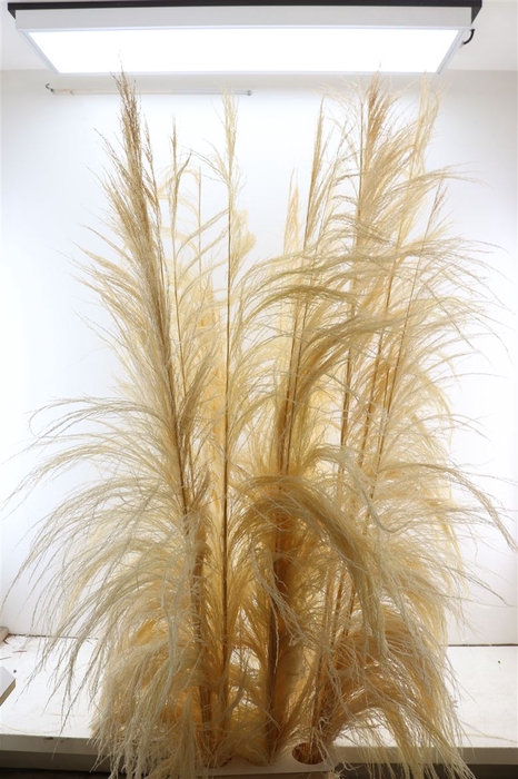 <h4>Dried Cortaderia Giant Bleached</h4>