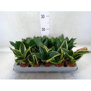 Sansevieria trifa. 'Hahnii'