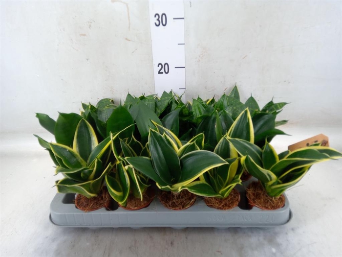 <h4>Sansevieria trifa. 'Hahnii'</h4>