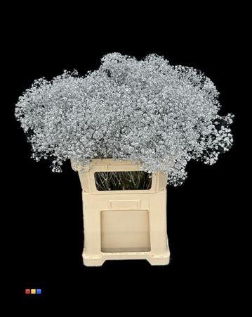 <h4>Gyps Xlence Silver</h4>