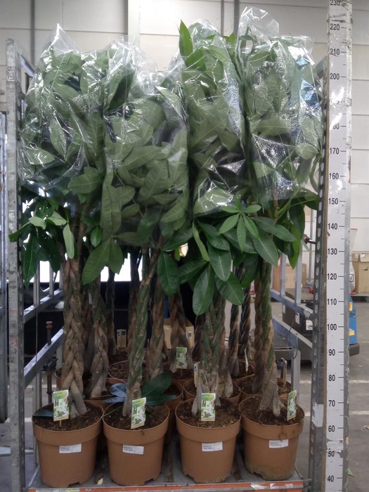 <h4>Pachira aquatica</h4>