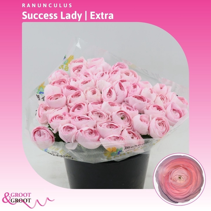 <h4>Ranunculus Success Lady | Extra</h4>