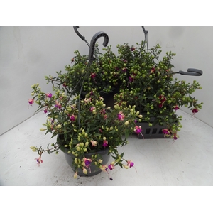 FUCHSIA GEM