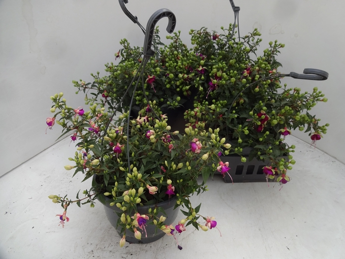 <h4>FUCHSIA GEM</h4>