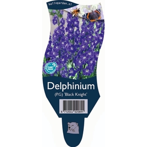 Delphinium el. 'PacGi Black Night'
