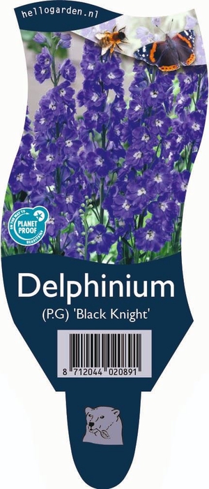 <h4>Delphinium el. 'PacGi Black Night'</h4>