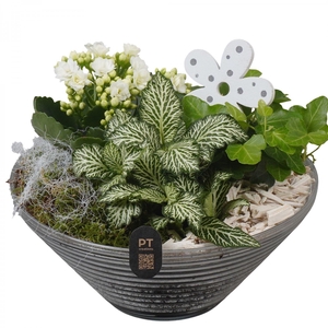 ARR.    PLANTEN  L% PTIG2658 ARRANG