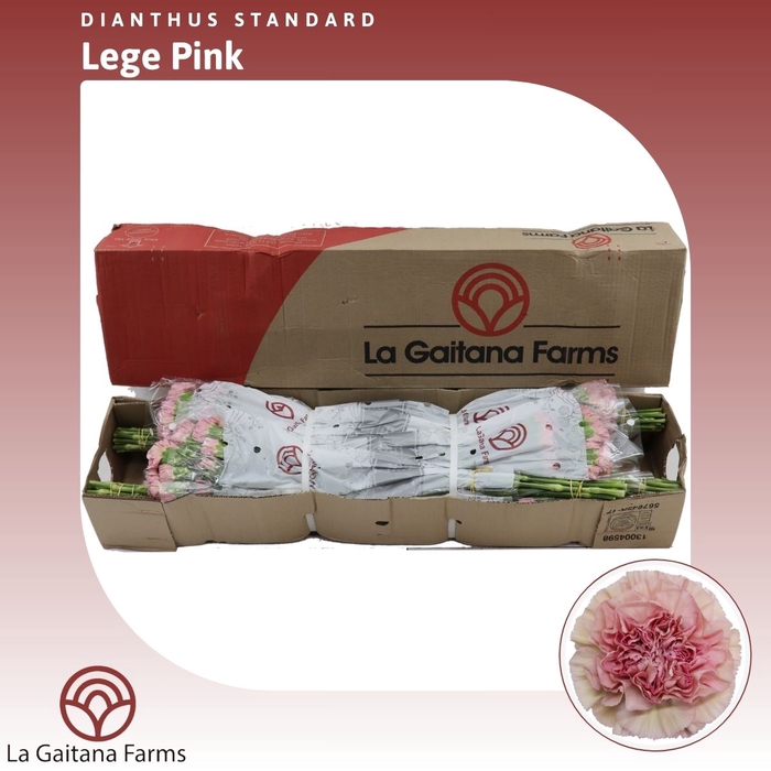 <h4>Dianthus St Lege Pink</h4>