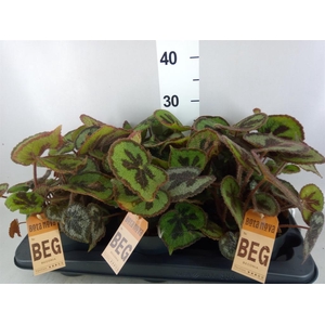 Begonia BD masoniana 'Mountain'