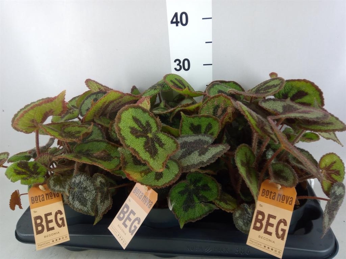 <h4>Begonia BD masoniana 'Mountain'</h4>