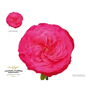 Rosa Garden Girlfriend