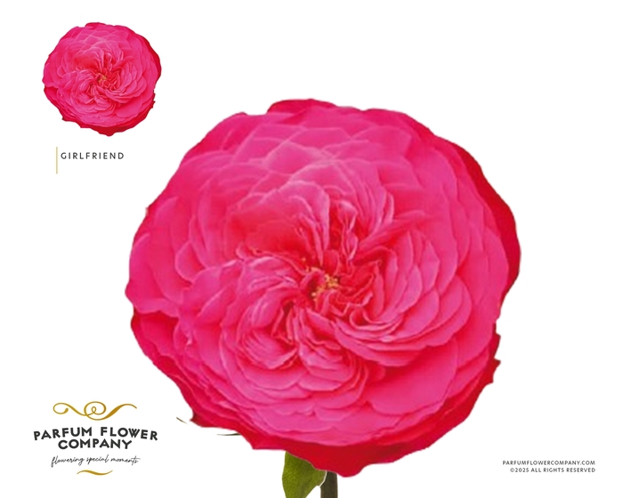 <h4>Rosa Garden Girlfriend</h4>