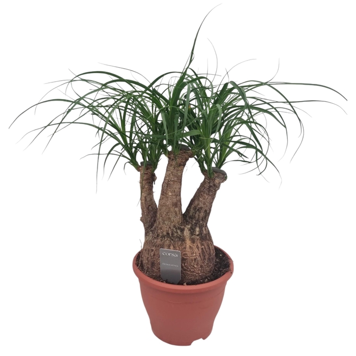 <h4>BEAUCARNEA RECUR</h4>