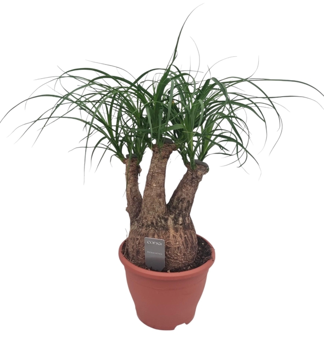 <h4>BEAUCARNEA RECUR</h4>