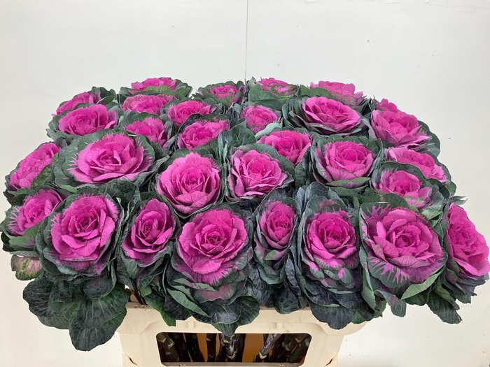 <h4>BRASS RED CRANE</h4>