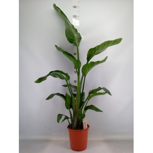 Strelitzia nicolai