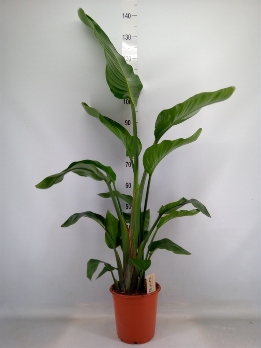 <h4>Strelitzia nicolai</h4>