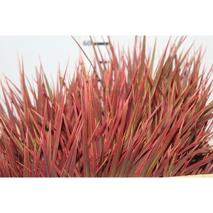 FOLHAGEM DRACENA TRICOLOR