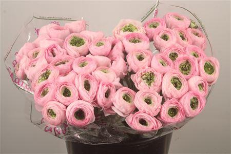 <h4>Ran.. Su Confetto Pink Extra</h4>