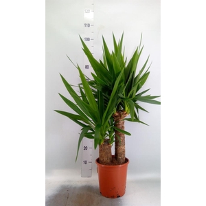 Yucca elephantipes   ...
