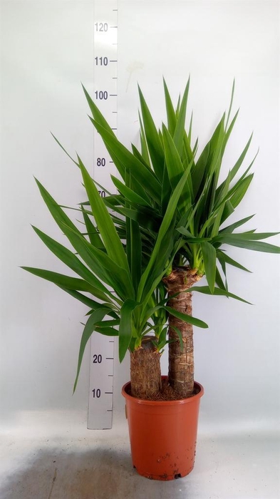 <h4>Yucca elephantipes   ...</h4>