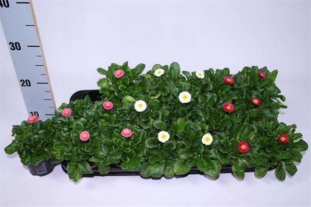 <h4>BELLIS P RUS MIXK</h4>