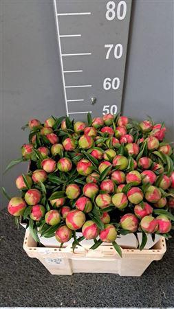 <h4>Paeo Coral Charm</h4>