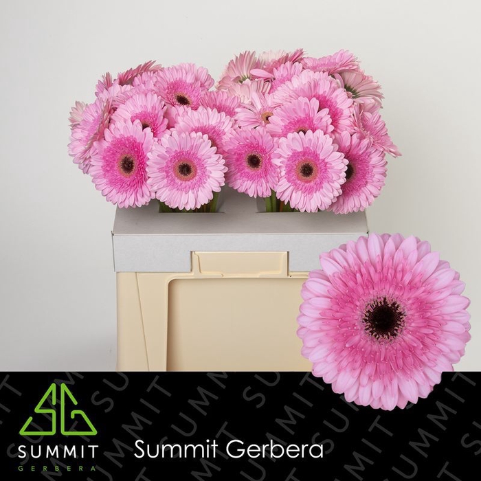 <h4>Gerbera Pre-Semmy Water</h4>